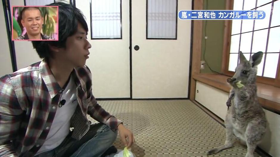 万众瞩目，钮扣齐动——《天才志村动物园》2020，开始呈现宠物与人类的友情点滴