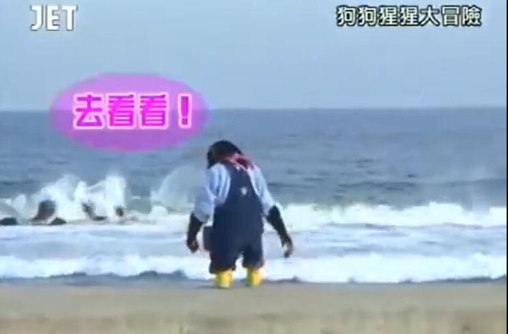 日本综艺节目《狗狗猩猩大冒险》收视率居高不下，怎么看？看这里